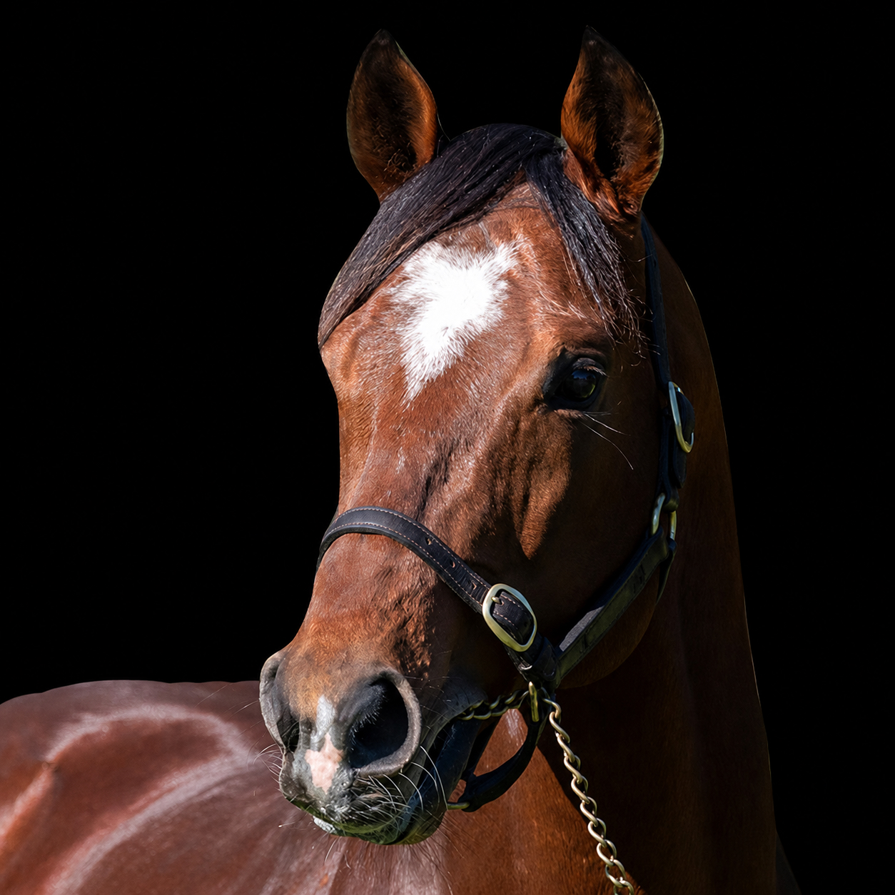 dandino headshot2