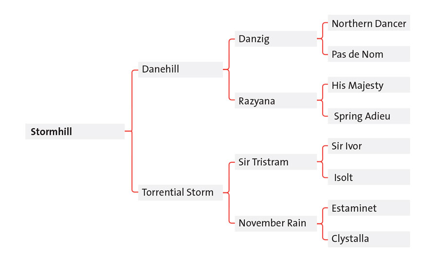 stormhill pedigree